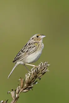 Grasshopper Sparrow - on territory Connecticut, USA