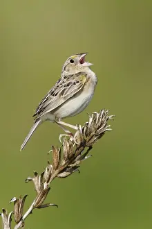Grasshopper Sparrow - on territory Connecticut, USA