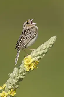 Grasshopper Sparrow - on territory Connecticut, USA