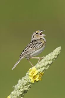 Images Dated 23rd June 2005: Grasshopper Sparrow - on territory Connecticut, USA
