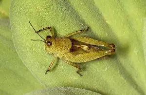 Trinidad Prints: Grasshopper Trinidad