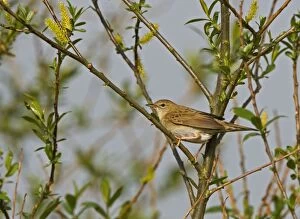 Images Dated 4th May 2008: Grasshopper Warbler - perched in willow bush with katkins - springtime - Breckland - Norfolk - UK