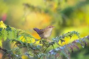 Passerines Prints: Grasshopper Warbler - Summer - UK - on Bracken