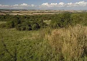 Grassland