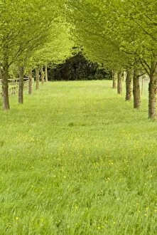 Images Dated 21st May 2004: Grassy avenue between trees on a country estate in East Anglia, UK