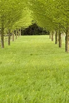 Avenues Prints: Grassy avenue between trees on a country estate in East Anglia, UK