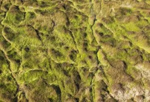 Images Dated 8th September 2014: Grassy marshland with animal trails aerial view