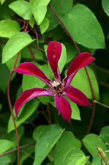 Variety Prints: Gravetye Beauty - This clematis flowers from mid summer to late Autumn