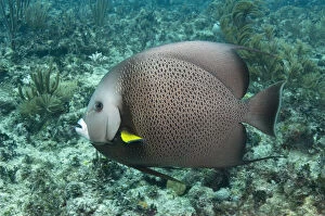 Images Dated 27th June 2011: Gray Angelfish (Pomacanthus arcuatus), Sian