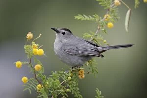 Images Dated 3rd March 2005: Gray Catbird