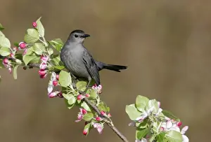 Gray Catbird