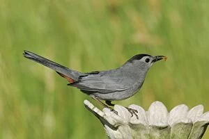 Images Dated 20th June 2004: Gray Catbird