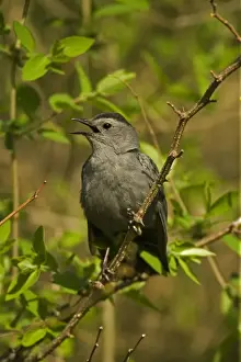 Catbird Prints: Gray Catbird - Calling