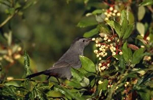 Gray CATBIRD - with dogwood berries