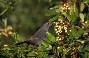 Catbird Prints: Gray Catbird - with Dogwood berry in beak Hamden, Connecticut, USA