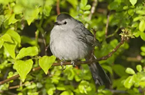 Carolinensis Prints: Gray Catbird - May - CT - USA