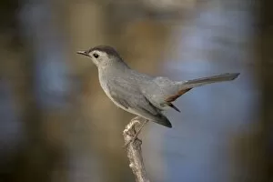 Gray Catbird - relative of mockingbirds