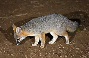 Deserts Collection: Gray Fox - feeding at night in the Sonoran desert, Arizona