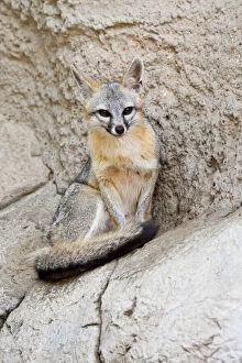 Gray Fox (Urocyon cinereoargenteus) resting