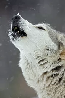 Calling Collection: Gray / Grey / Timber Wolf - male howling in snow - controlled conditions