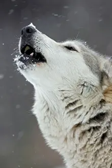Howling Prints: Gray / Grey / Timber Wolf - male howling in snow - controlled conditions