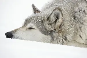 Gray / Grey / Timber Wolf - male sleeping in snow - controlled conditions