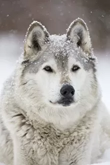 Wild Dogs Gallery: Gray / Grey / Timber Wolf - male in snow