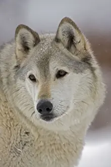 Gray / Grey / Timber Wolf - male in snow - controlled conditions