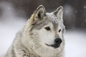 Gray / Grey / Timber Wolf - male in snow - controlled conditions
