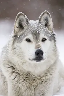 Gray / Grey / Timber Wolf - male in snow - controlled conditions