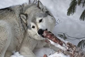 Gray / Grey / Timber Wolf - male in snow feeding