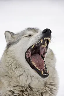 Jaws Prints: Gray / Grey / Timber Wolf - male yawning - controlled conditions