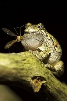 Gray / Grey Treefrog / Tree Frog male calling