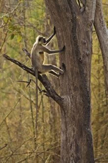 Images Dated 12th April 2012: Gray / Hanuman Langurs - in tree