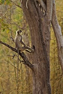 Images Dated 12th April 2012: Gray / Hanuman Langurs - in tree