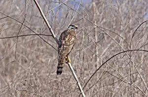 Gray Hawk immature outside of San Blas Mexico in March