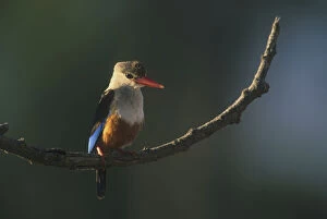 Gray-headed Kingfisher (Halcyon leucocephala)