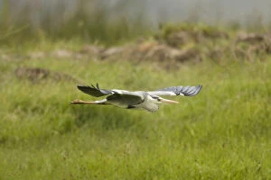 Gray Heron, Ardea cinerea, flying low around
