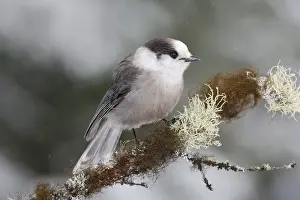 Jays Prints: Gray Jay