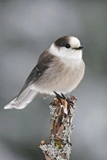 Images Dated 10th January 2006: Gray Jay