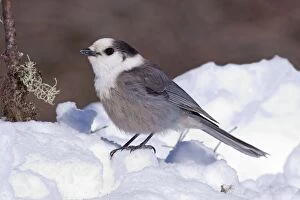 Images Dated 9th February 2008: Gray Jay - in snow - Maine - USA - February