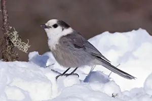 Jays Prints: Gray Jay - in snow - Maine - USA - February