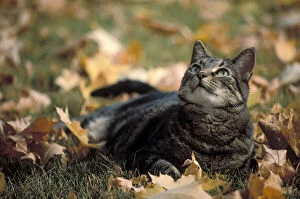 Gray tabby cat (Felis catus catus) and autumn
