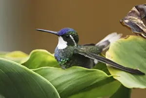 Gray-tailed Mountain-gem Cierro La Muerte, Costa Rica