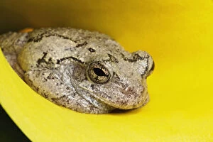 Images Dated 8th August 2011: Gray Tree Frog, Kentucky, Hyla versicolor