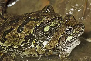 Amplexus Prints: Gray Tree Frogs (Hyla versicolor) - Pair in amplexus - New York - USA