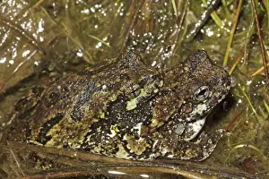 Gray Tree Frogs (Hyla versicolor) - Pair in amplexus - New York - USA