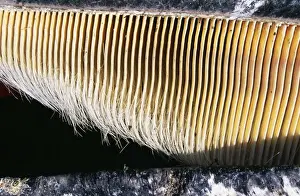 Baleen Prints: Gray Whale Baleen, hang from upper part of the mouth