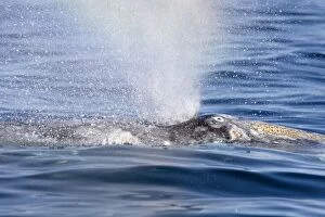 Gray Whale - blowing