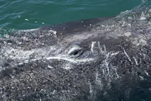 Baja California Prints: Gray whale, calf: eye - Photographed in San Ignacio Lagoon, Baja California South, Mexico